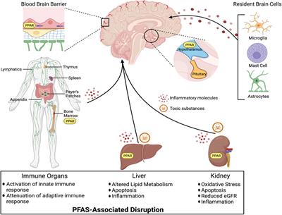 A Critical Review and Meta-Analysis of Impacts of Per- and Polyfluorinated Substances on the Brain and Behavior